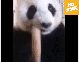 熊猫奶酪广告gif图片