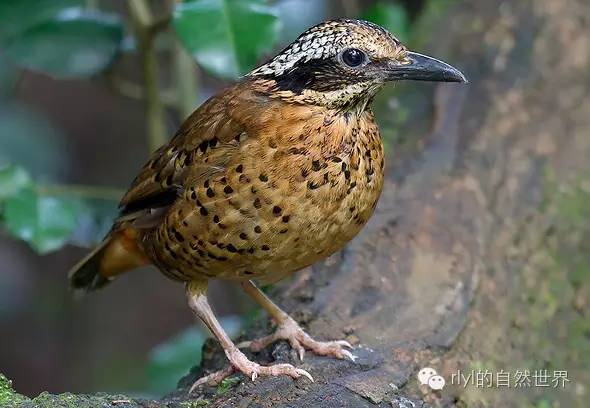 【rlyl物种说】今日-双辫八色鸫(eared pitta)