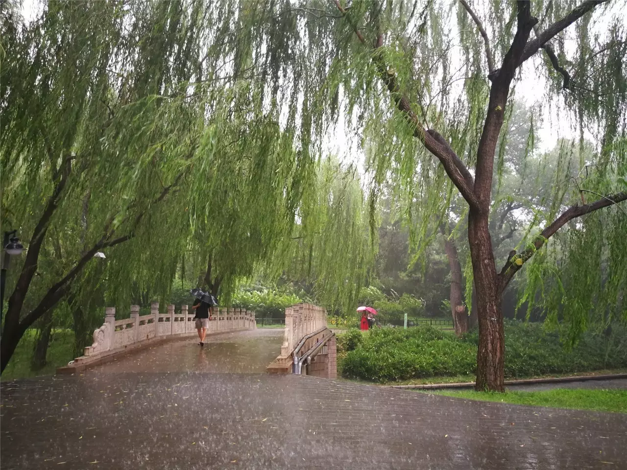 不能忍北京这个免费公园下雨时美爆了却被传为分手园