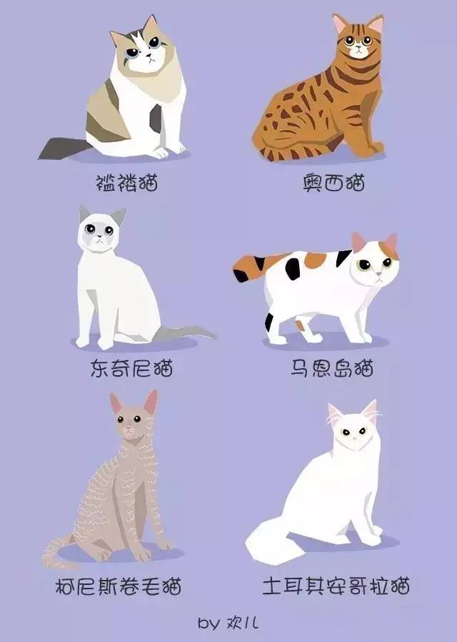 大猫小猫图谱图片