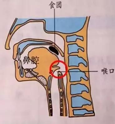 会厌软骨吞咽图片