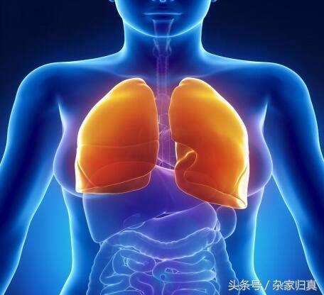 肺在哪个位置图 心脏图片