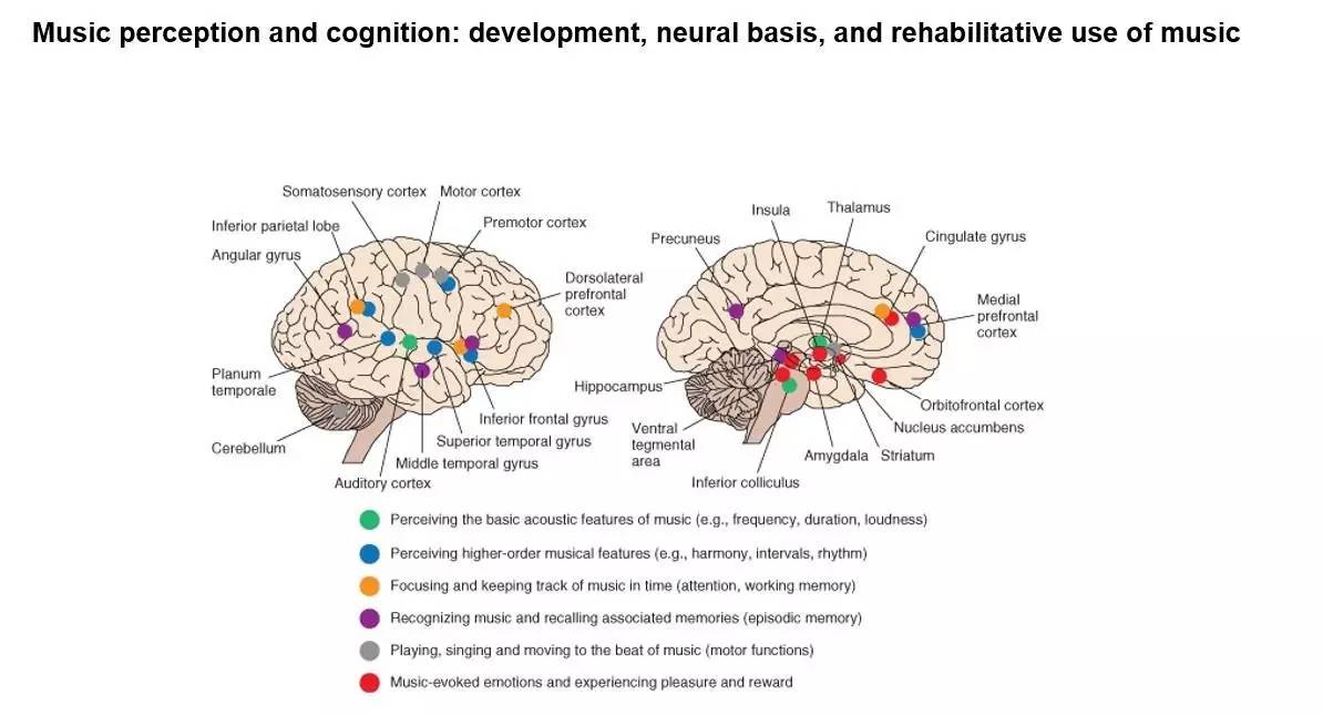 大腦的音樂獎賞機制