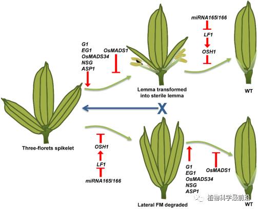 每穗粒数(颖花数)是最重要因素之一,主要受到水稻花序上一次枝梗数,二