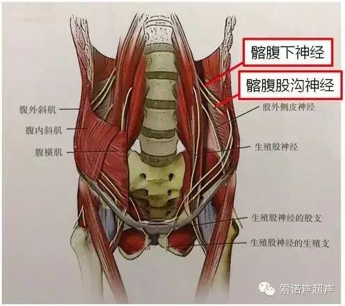 腹股沟两侧肌肉图片