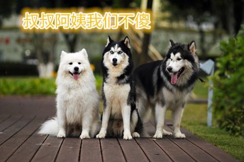 犬界中的雪地三傻 不为人知的特点