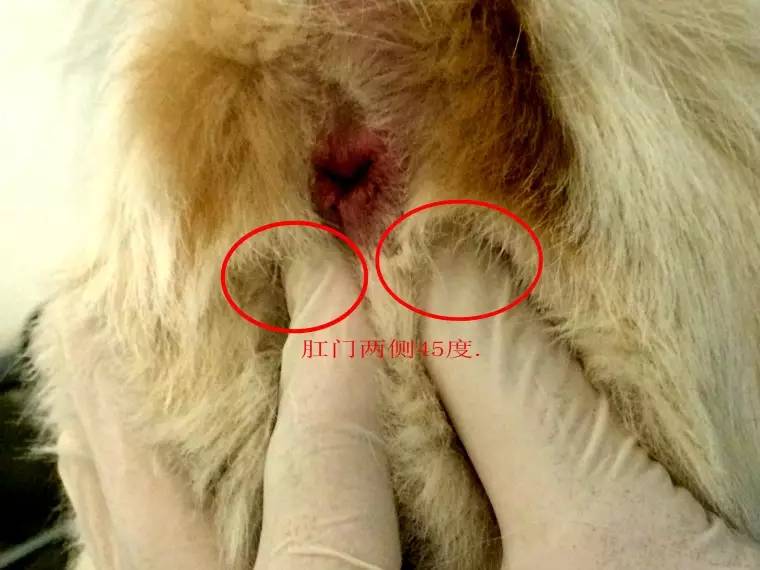 复发性感染比较严重的情况下,则有可能需要用手术切除狗狗的肛门腺