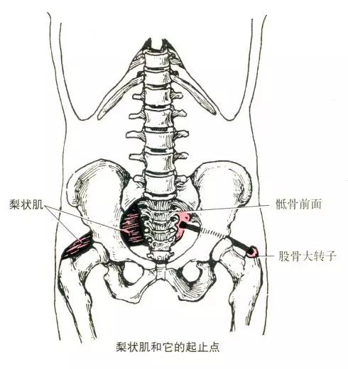 骶尾部解剖位置示意图图片