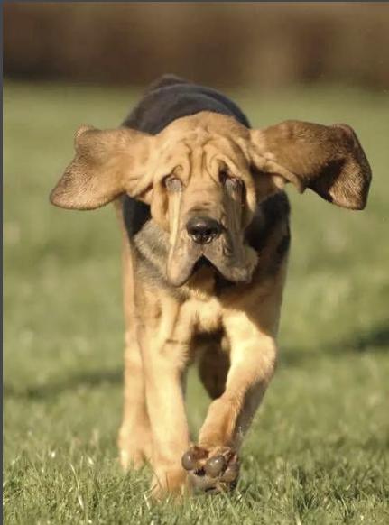 世界上品种最老,血统最纯正的嗅觉猎犬之一大型寻血猎犬