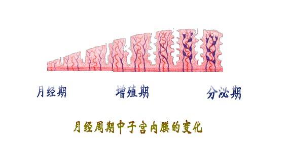 首先 子宫内膜是周期性变化的