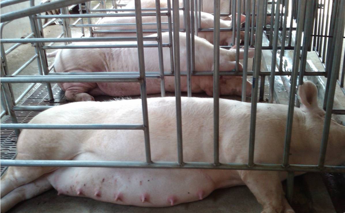 300斤的后备母猪集体不发情大家看看这是不是假母猪可以给种猪场退货