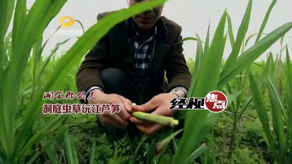 湘食那麼美洞庭蟲草沅江蘆筍