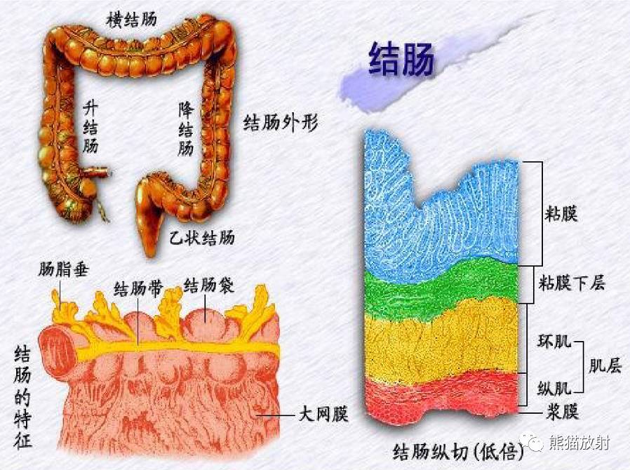 大小肠结构图 分层图片
