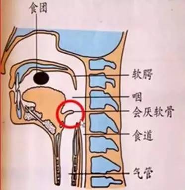 喉管和气管食管位置图图片