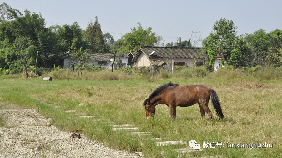 凡朴农场图片