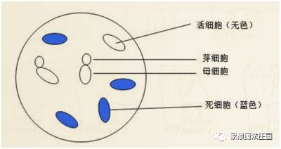 美蓝染色法步骤图片