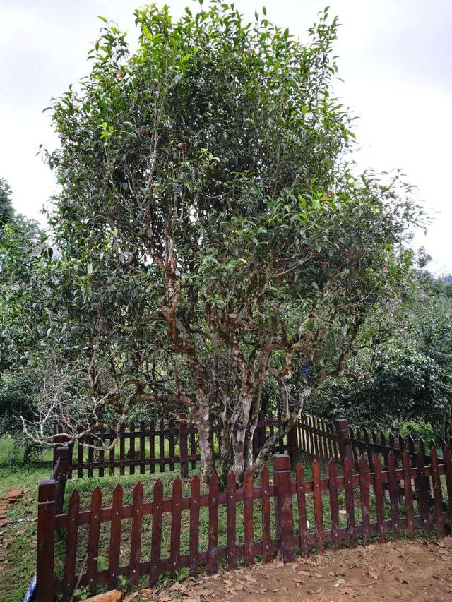 的小喬木古樹茶3200年錦繡茶祖(小喬木)還有一些灌木差:比如鐵觀音,矮