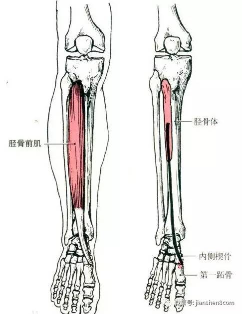 胫骨前缘具体位置图片