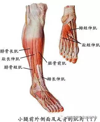 層有腓腸肌(gastrocnemius)和比目魚肌(soleus)兩肌合稱為小腿三頭肌