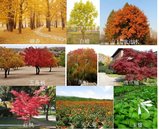 各种树的名字和图片图片