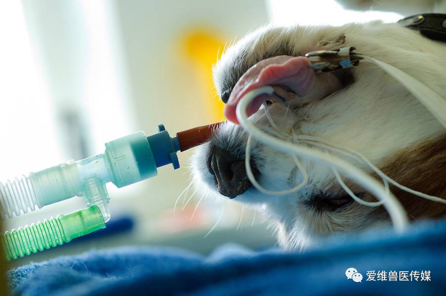 动物吸入式麻醉图片