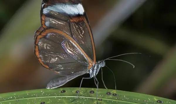 玻璃翼蝶:透明的精灵