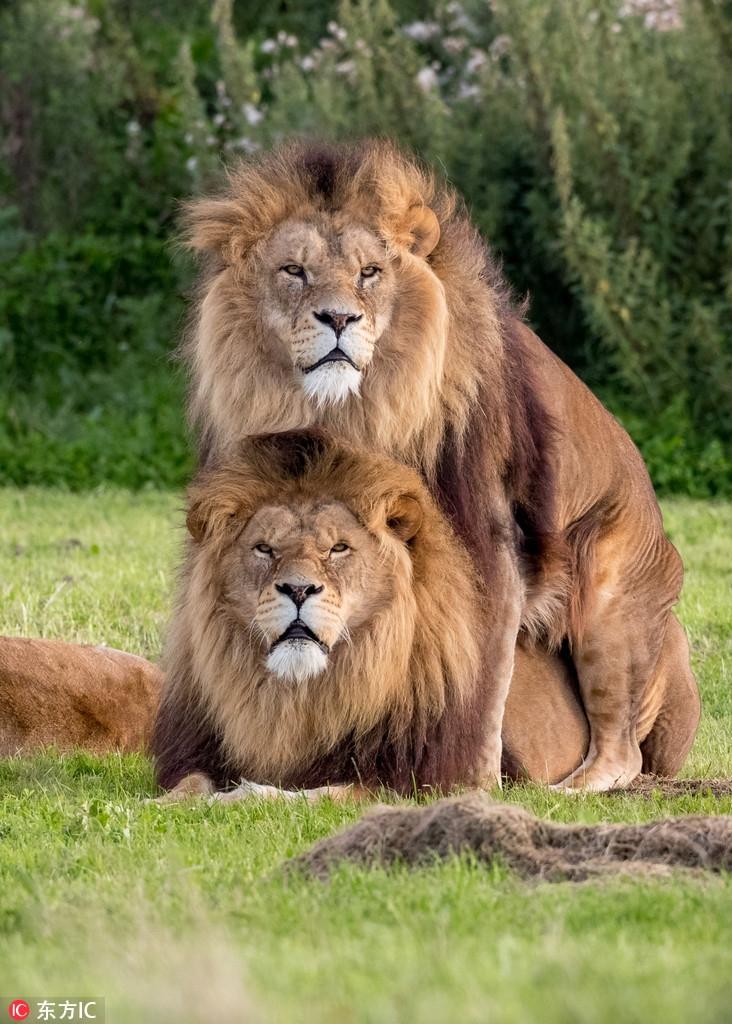 两头雄狮同性交配母狮一旁看热闹