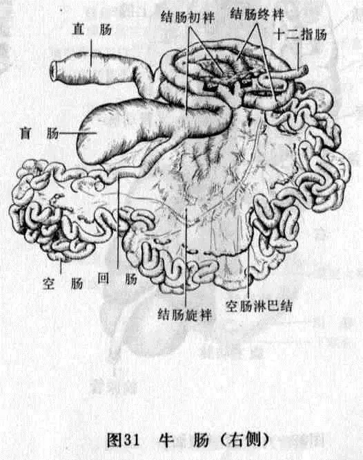 新精气神理论趣解经络——牛与肝经,经络决定体型,体型决定性格