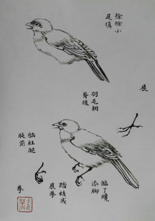 畫鳥技法12個步驟分解和21種姿勢讓你輕鬆入門