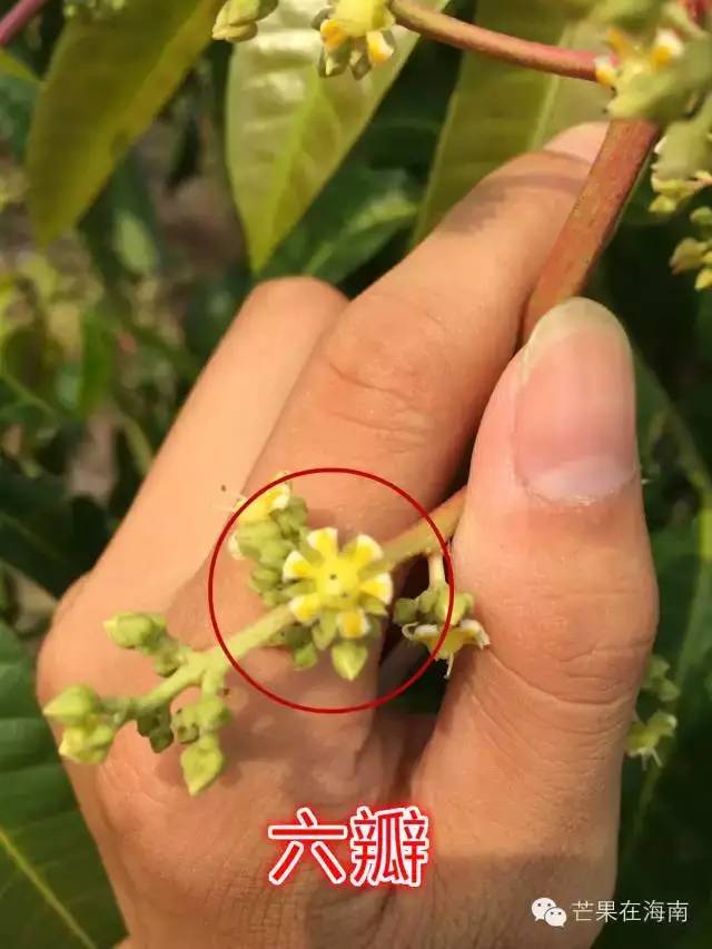 芒果两性花与雄花对比图片