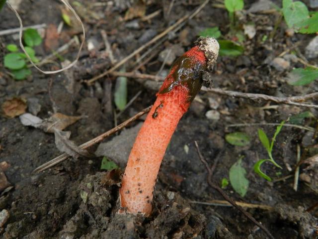 怪异农村鬼笔长相奇特药用价值却堪比灵芝