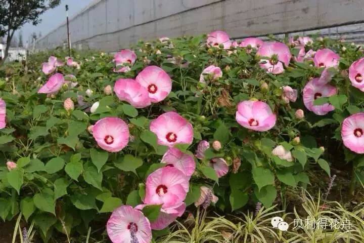 多年生宿根花卉種苗開始預訂了