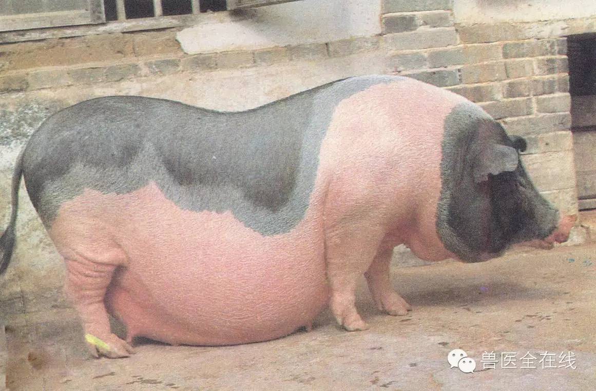 汉普夏猪母猪图片