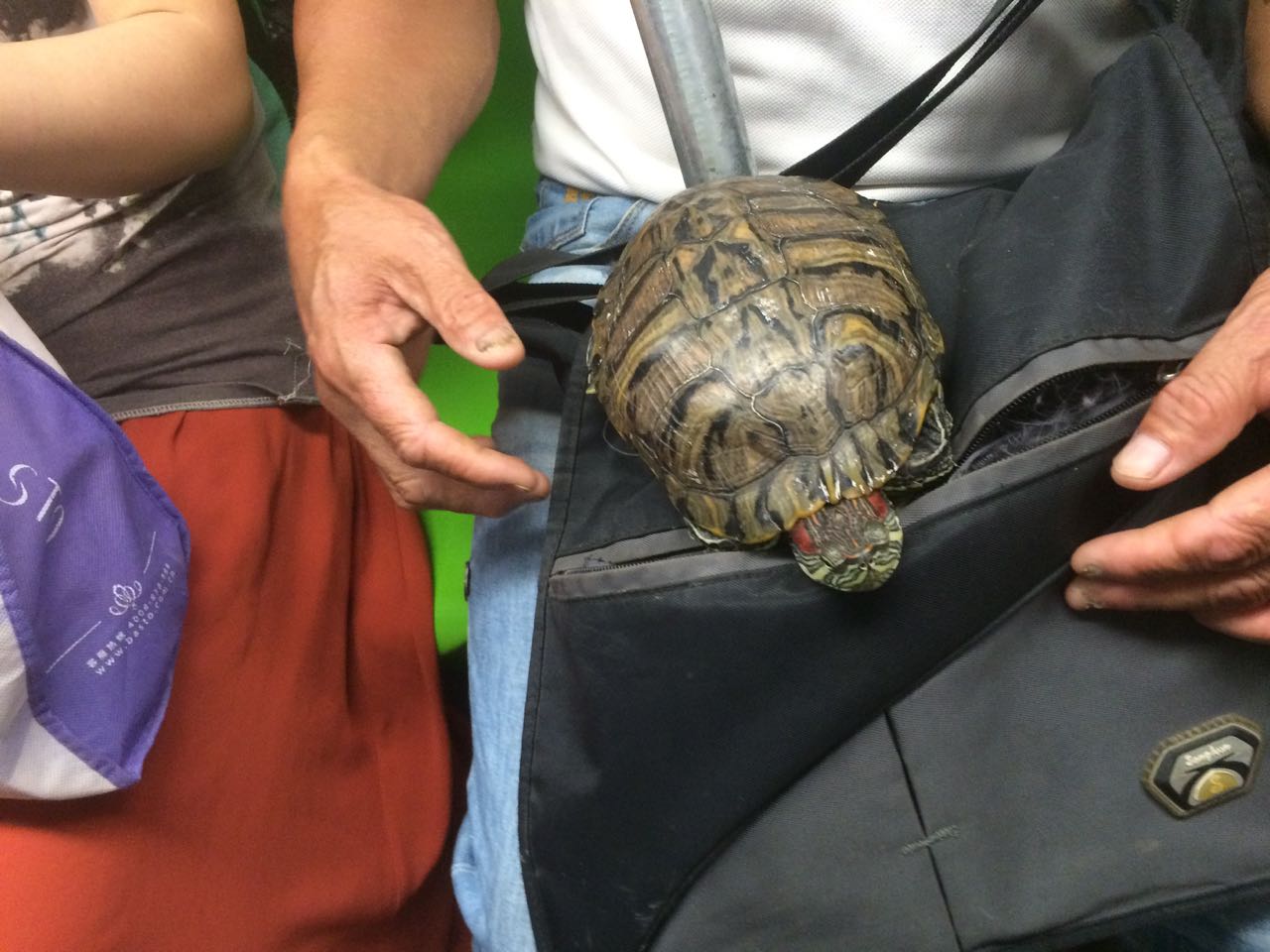 南京地铁安检史上最严乌龟竟通过安检男子晒乌龟