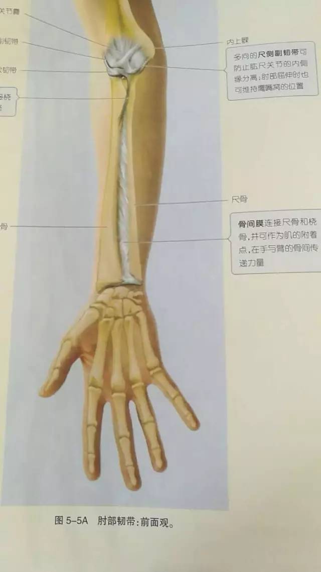 手腕位置图片