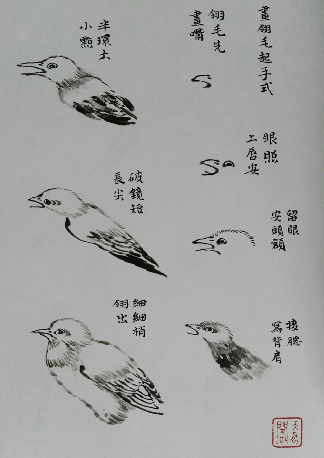 画鸟技法12个步骤分解和21种姿势