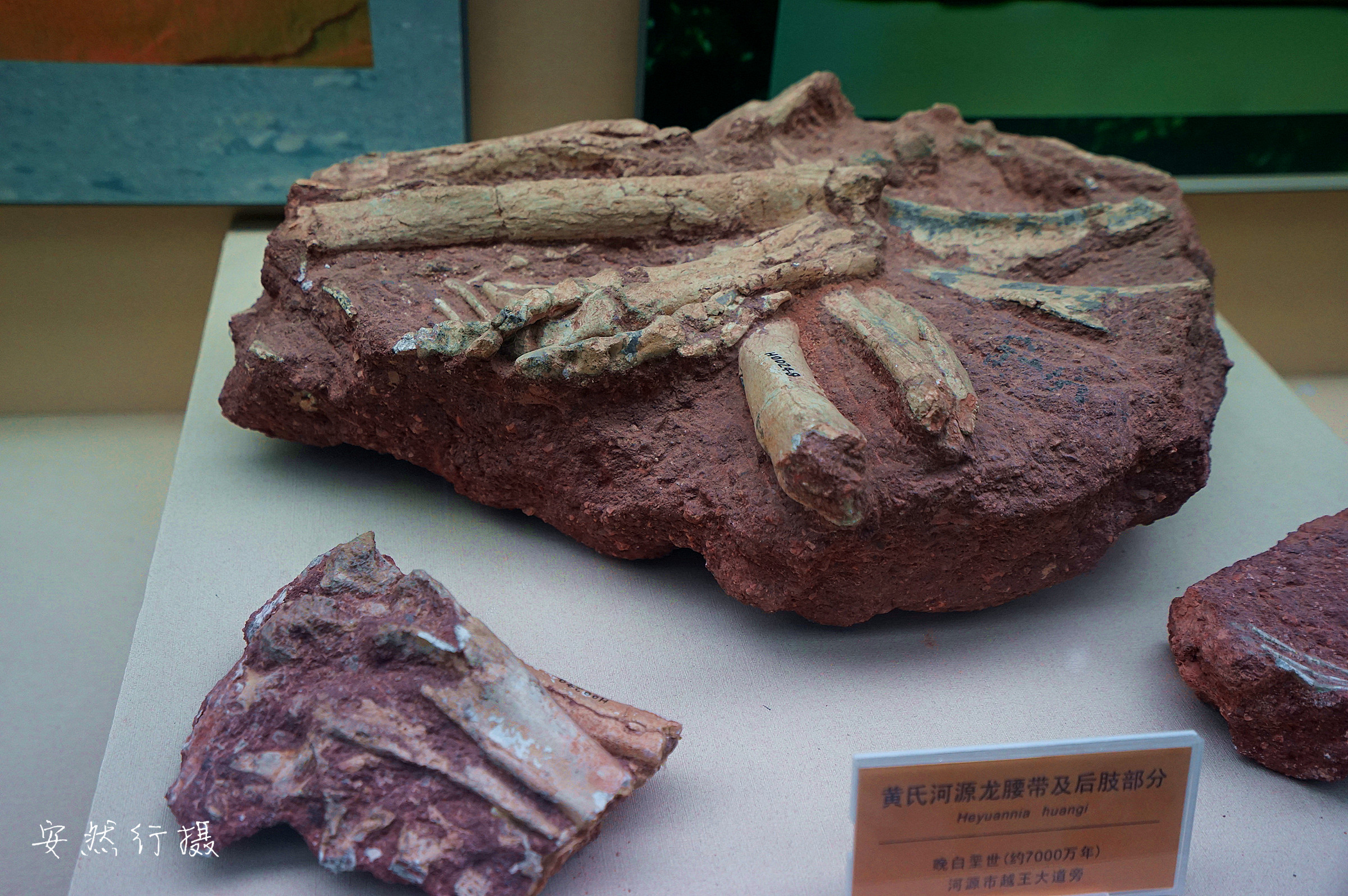 恐龙化石 - 堆糖，美图壁纸兴趣社区