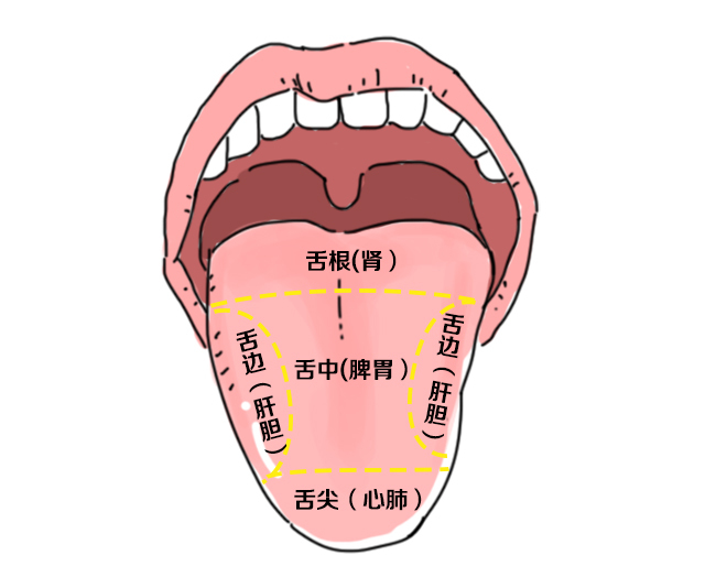 舌苔位置图片
