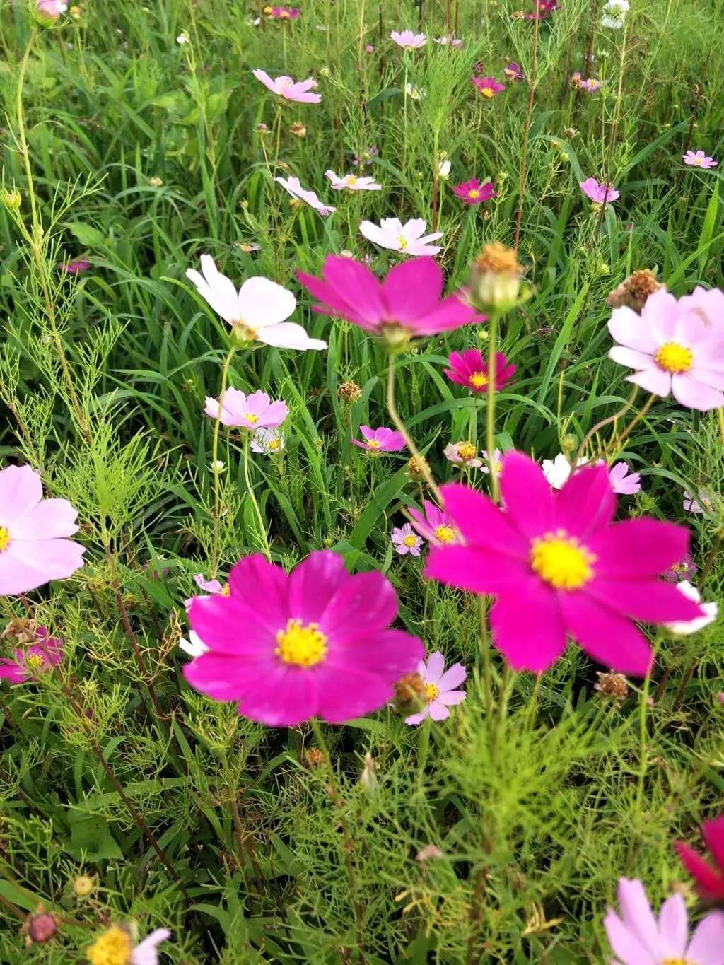 邂逅固東那一片格桑花海