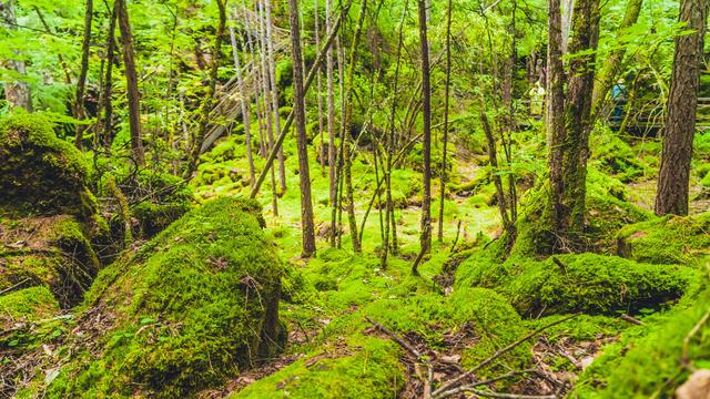 这片原始森林中藏有三个洞窟 一个比一个神奇 其中一个住过神仙