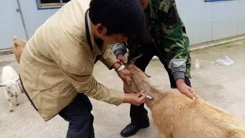 羊颈部肌肉注射位置图图片