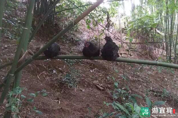 游宜宾推荐兰尧土鸡养殖场特色跑山鸡农家老腊肉