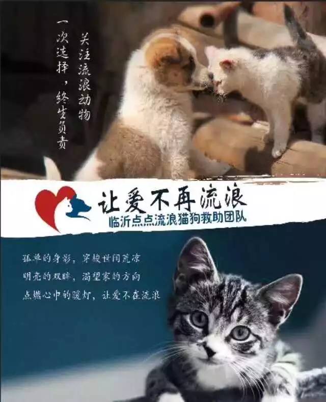 被遗弃的流浪猫狗究竟是谁的宝贝?这些临沂人给出了艰难却动人的答案!