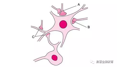 三种突触类型简图图片