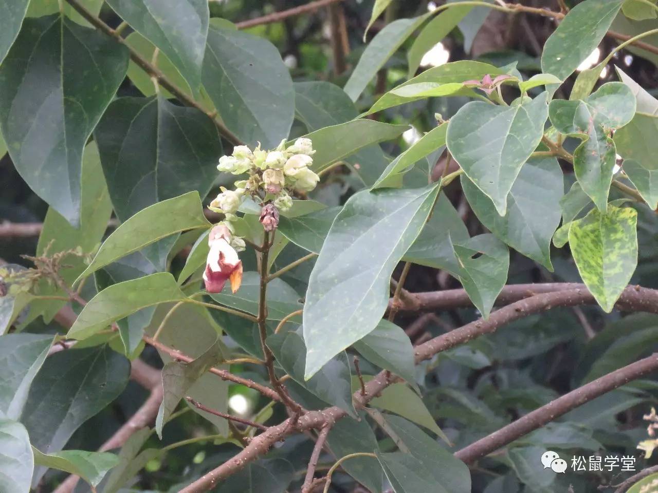 海南石梓(保护植物)