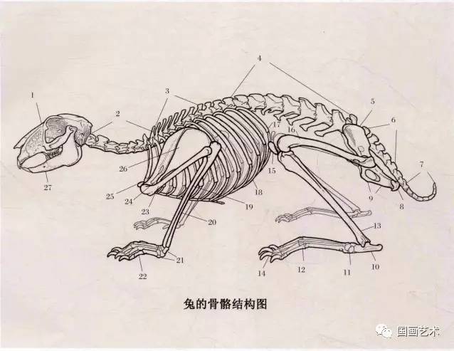 胸椎;4 腰椎;5 髂骨;6 荐骨;7 尾椎;8 坐骨;9 耻骨;10 跟骨;11