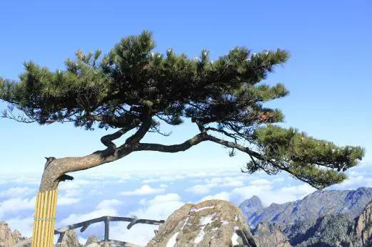 魅力黃山盡顯無窮魅力