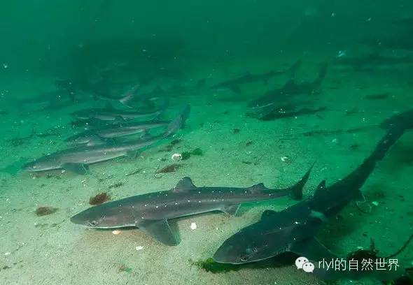 【rlyl物种说】今日-白斑角鲨(spiny dogfish)