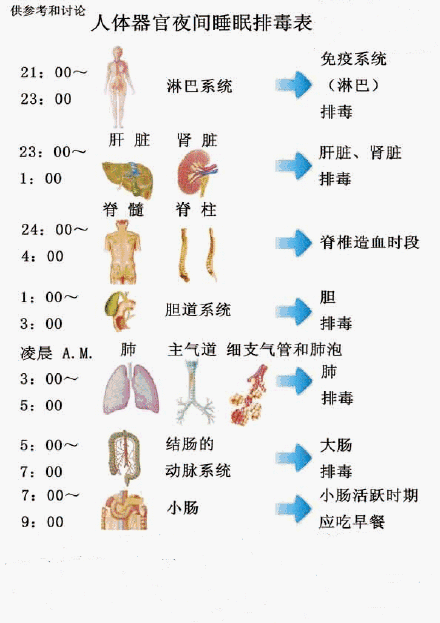 器官作息时间表图片图片