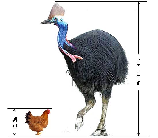 大是一种不会飞的大型陆禽体态似鹤,身高若鸵来自澳洲的鹤鸵这种大鸟